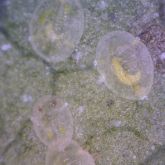 Whitefly nymph cases with a pale to yellow wasp larvae visible in each.