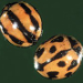 Thumbnail of Ladybird beetles