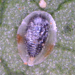 Thumbnail of Whitefly parasitoids