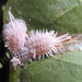 Thumbnail of Jack Beardsley mealybug