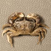 Small crab about 1–2cm