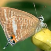 Brown and white butterfly underside with 1 black spot on each wing surrounded by orange border