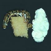 White velvety layer covering larvae infected with Beauveria