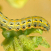 Thumbnail of Cluster caterpillar
