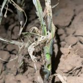 Larvae feeding on plant with dead leaves