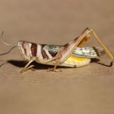 Native grasshopper