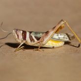 Native grasshopper