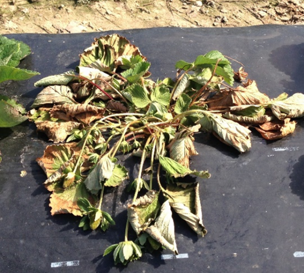 Wilting strawberry plant