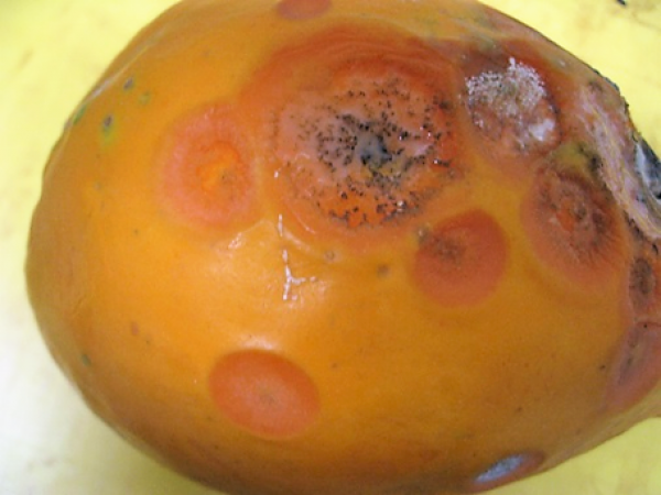 Anthracnose of papaya
