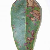 Leaf spots enlarge and eventually may cover the leaf