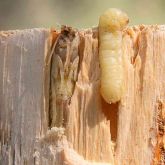 Sirex wood wasp larva and a pupa inside tunnels in pine