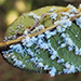 Thumbnail of Papaya mealybug