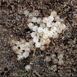 A cluster of pale white spherical eggs