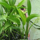 Group of sagittaria plants