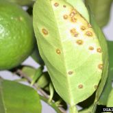 Citrus canker infected leaf