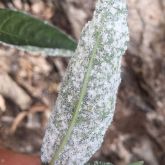 Capsicum whitefly on the underside of native fig leaves