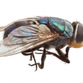Adult screwworm fly
