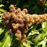 Flower panicle distorted by mango malformation disease