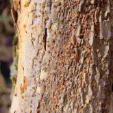 Orange fruiting structures on bark caused by Endothia canker