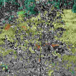 Leafblister sawfly damage to a young plantation tree, with most damage on the lower branches