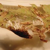 Leafroller caterpillar with silken threads used to hold the leaf together (leaf unrolled for the photo)