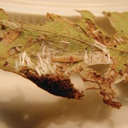 Leafroller caterpillar with silken threads used to hold the leaf together (leaf unrolled for the photo)