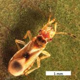 Adult winter bronzing bug