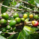 Coffee berry borer infestation on coffee berries