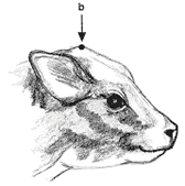 A diagram showing the recommended position for impact point of a firearm or captive-bolt pistol to facilitate humane destruction of calves