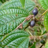 Koster's curse leaf and berry