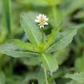 Alligator weed with biological control damage