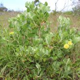 Bitou bush plant form