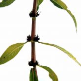 Hygrophila showing the leaves growing in opposite pairs