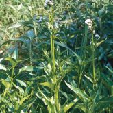 Senegal tea plant flowers at the tip of erect stalks