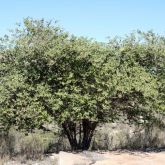 Chinee apple plant