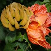 African tulip tree flower