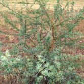 Prickly acacia small plant