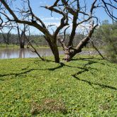 Water lettuce smothers creek