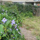 Blue thunbergia infestation