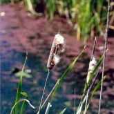 Cumbungi open seed head