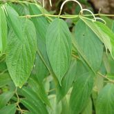 Spiked pepper leaves