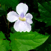 Thumbnail of Blue thunbergia