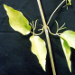 Thumbnail of Cat's claw creeper
