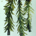 Thumbnail of Dense waterweed