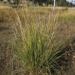 Thumbnail of Giant rat's tail grass