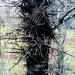 Thumbnail of Honey locust