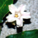 Thumbnail of White moth vine