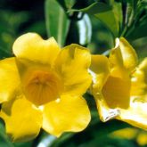 Yellow allamanda flower