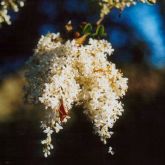 Small leaf privet flower