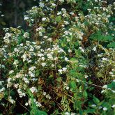 Crofton weed flowers